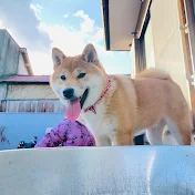 柴犬おいも君