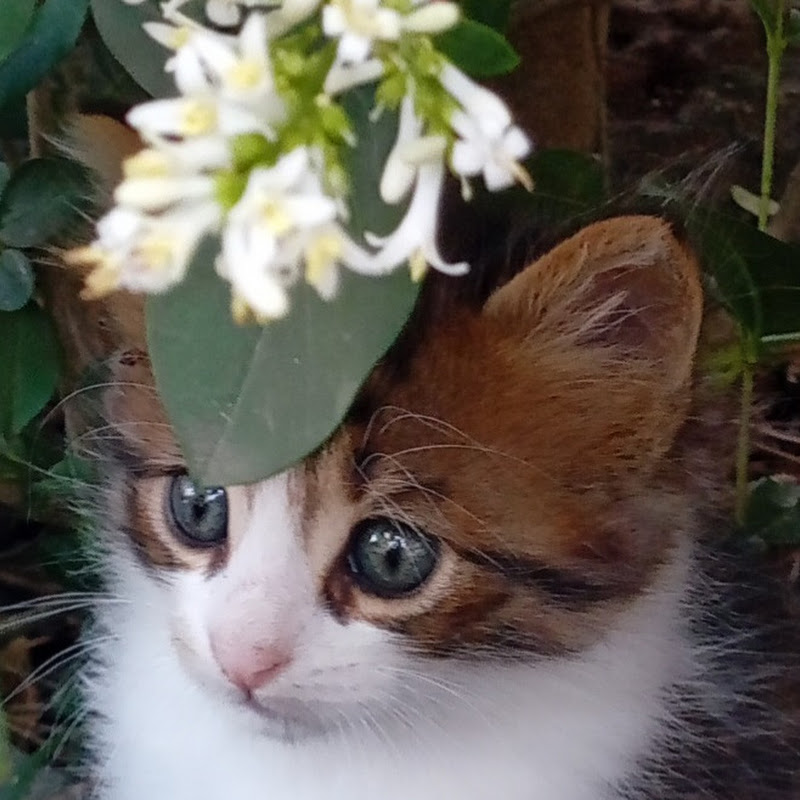 Dogus Avdac