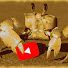 w7VhC-RaCP4-channel-avatar-Crabe Fantome