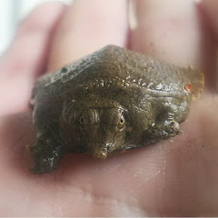 ひばかりの自炊生活アイコン画像