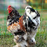 6twwIgERYvQ-channel-avatar-دواجن العربي chickens laarabi