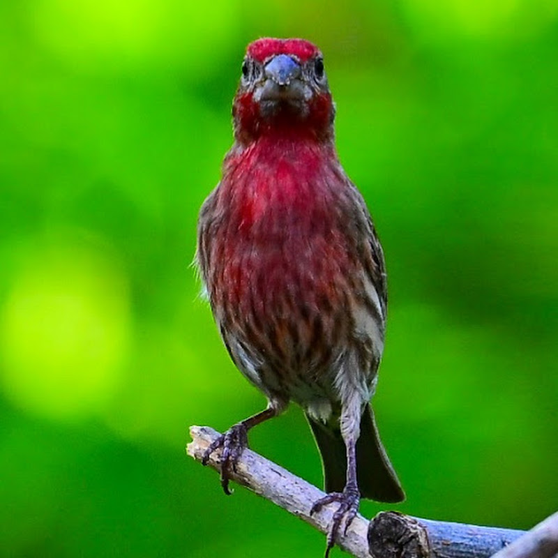 A North Texas Bird Feeder logo