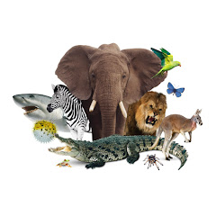 The Animals TV