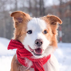 Jun & Pluto 珺與布アイコン画像