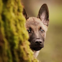 Ігри назара