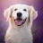 @DoggoYoutuber