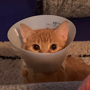 Penny the Ginger Cat 🐱