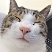ねこぽてち