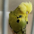 M9BNkSC5D5M-channel-avatar-Exhibition budgies and more with Neil Cawley