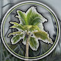 The Coaster Palm logo