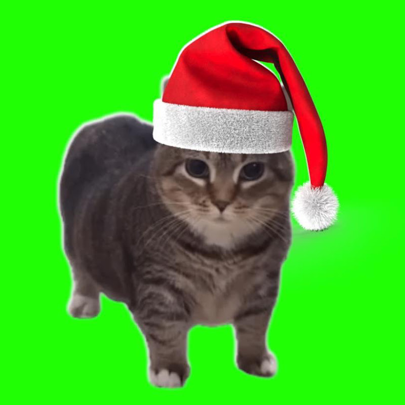 OIA Cat