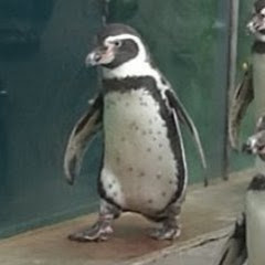 MTG下環境ちゃんねる / pipo