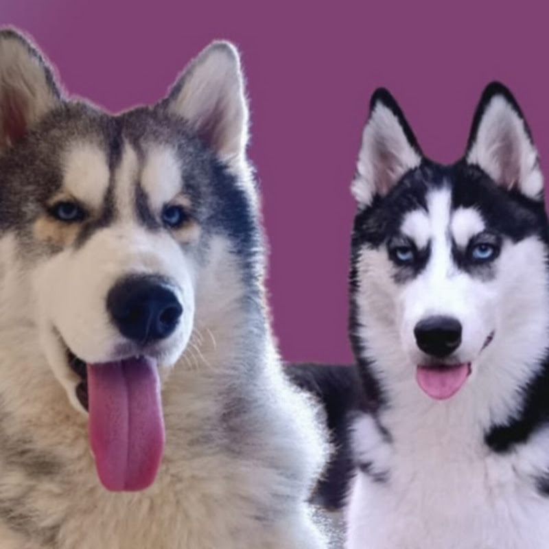 Veer-Nova The Huskie's