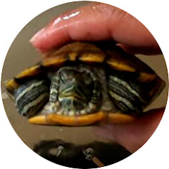 亀庭さんアイコン画像