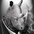 5lktQpy776s-channel-avatar-OffendedRhino