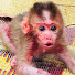 9ElLe3ojE8I-channel-avatar-Orphan Monkeys