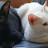 Black and white cats