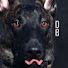 mmUD7o-Z5uA-channel-avatar-Dogger Blogger