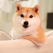 柴犬だいふく daifuku_channel