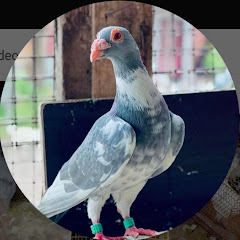 FS Pigeon 