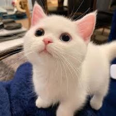 BLOCKBUSTER Action Movie 2024 Hollywood English 