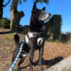 龍メダカ Ryu Medakaアイコン画像