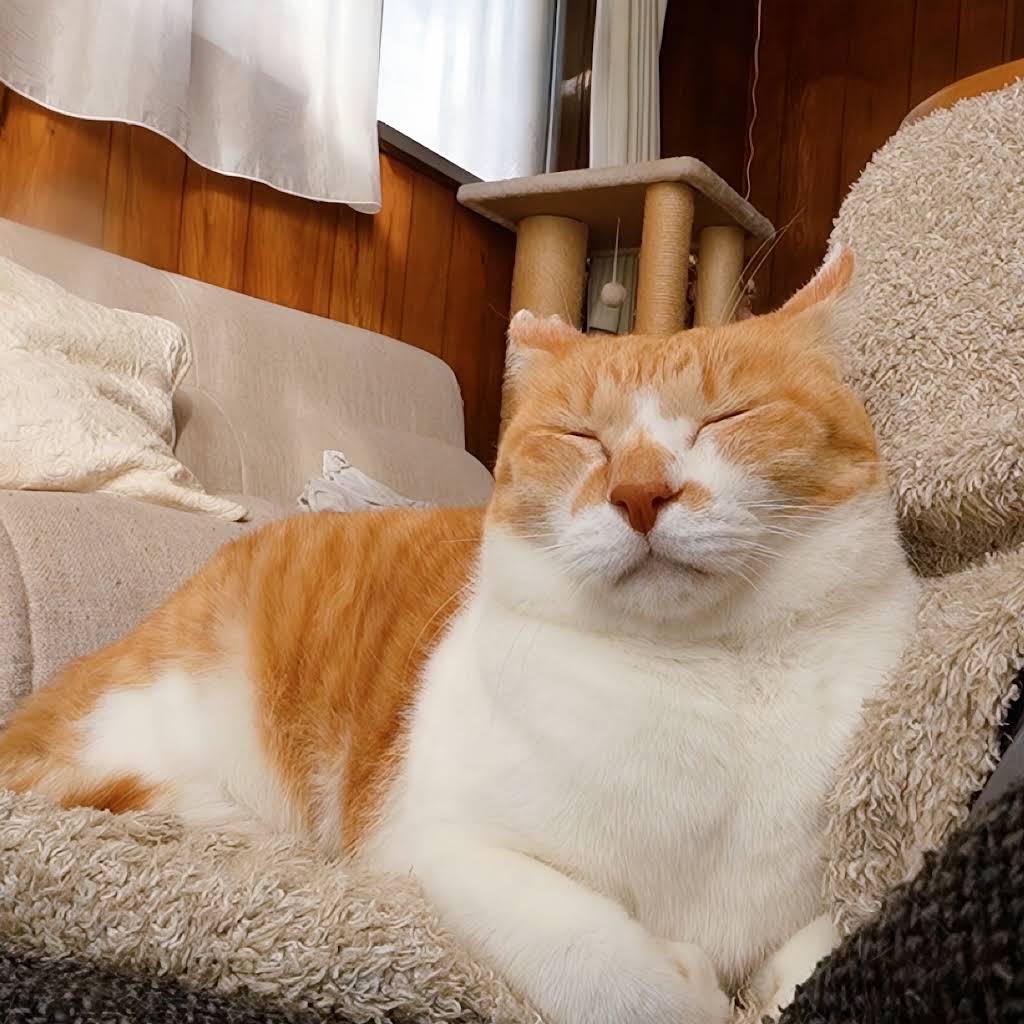 ChaCha: The Former Stray Cat - YouTube