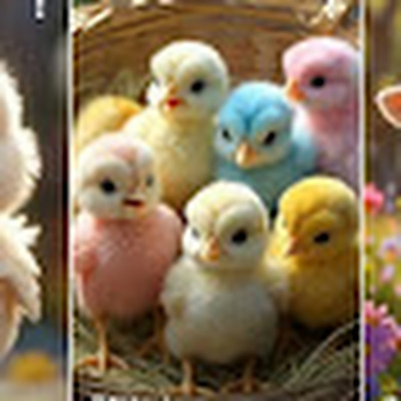 Hire Animalland — Wildlife & Nature Documentaries (Animals) YouTube creator for sponsorships