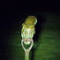 CAfVwqzIIcU-channel-avatar-Wildlife in Dorset