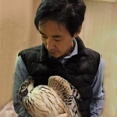 猛禽類医学研究所 齊藤慶輔（Keisuke Saito IRBJ）