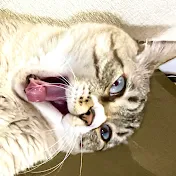 ねこチャックの日常