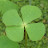 Lucky Clover