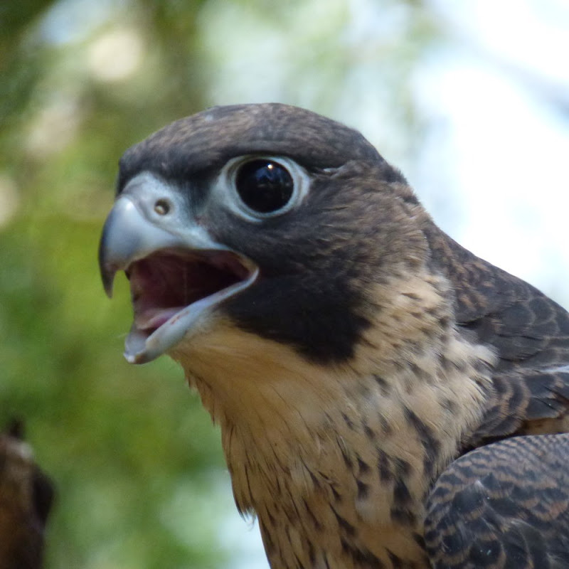 FalconCam Project logo