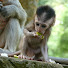 V46SEpwbhXg-channel-avatar-Beautiful Monkeys