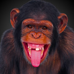 Ape Sheeesh!