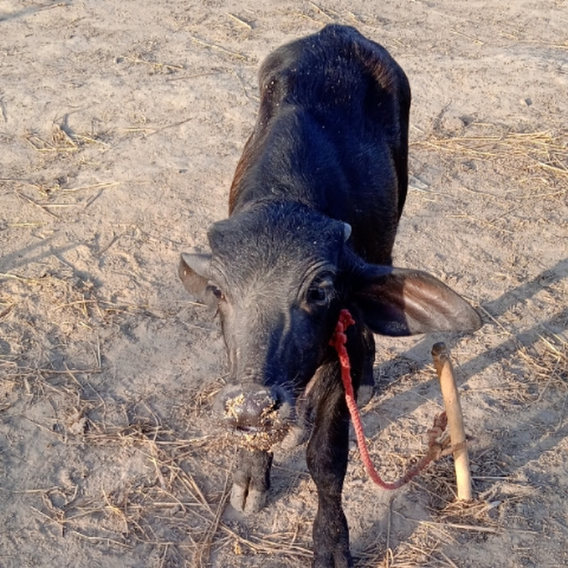 Banni__Baffelo _farm