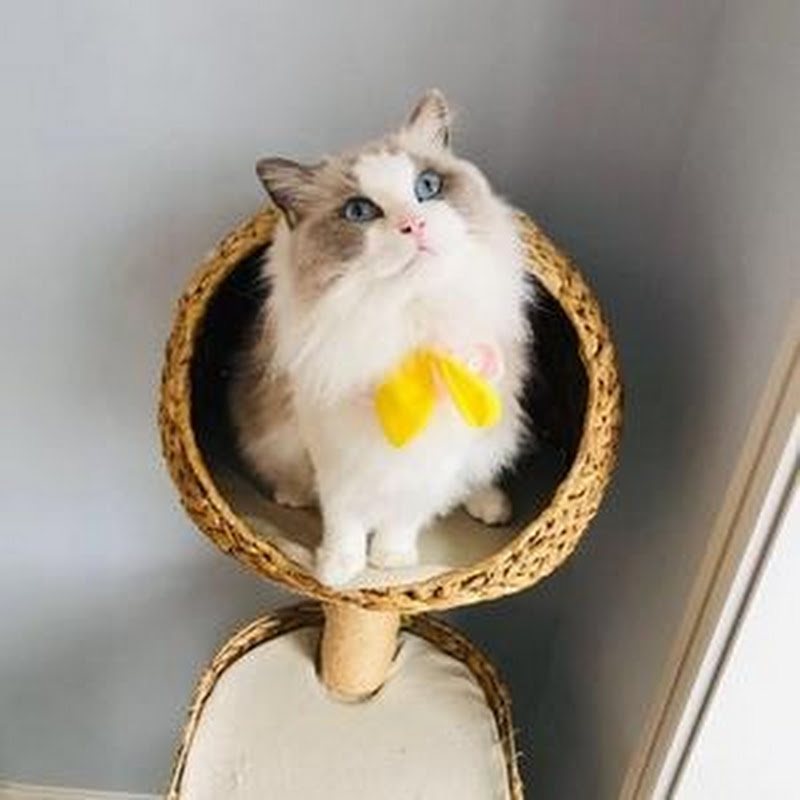 猪娣儿是一只猫 Logo