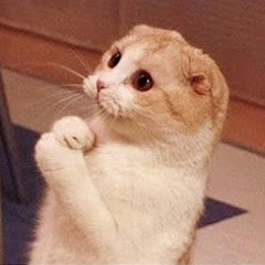 Cute Paws avatar