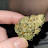 @The_Cannabis_Connoisseur