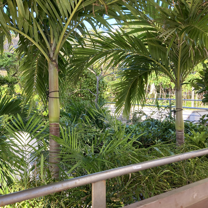 沖縄のマーメイド🧜‍♀️Noriko