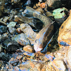 パマほーチャンネル