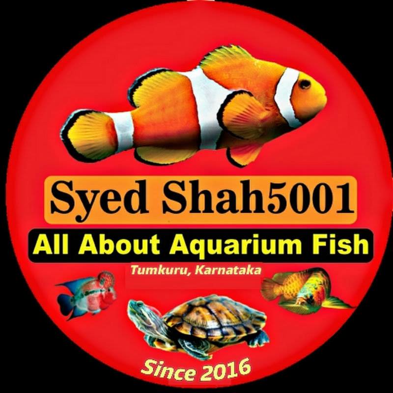 Syed shah5001