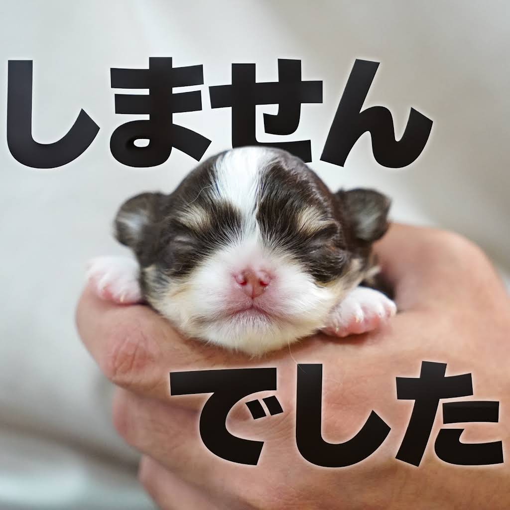 0524-9650-♡＊♡チワちゃん♡＊♡様　【42点】 YouTube