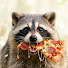 8cuyutBhgTM-channel-avatar-Snack Wild