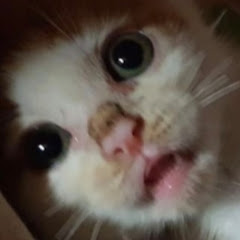 냥겐