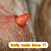 Botfly Inside Berne TT