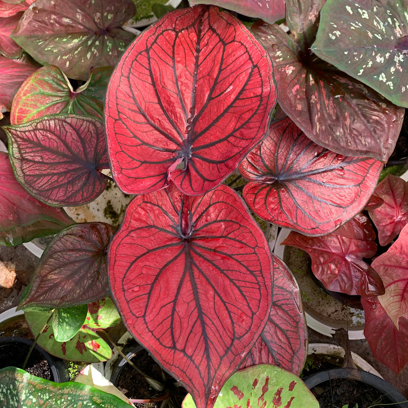 สวนสานิตย์ บอนสีพิจิตร