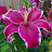 @leafy2862