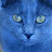 Blue kitty 