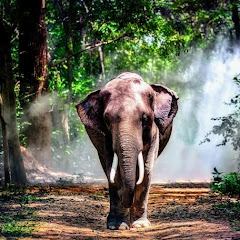 Wild Elephants World 